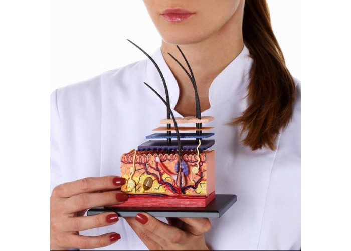 Семинар «Трихология» для парикмахеров